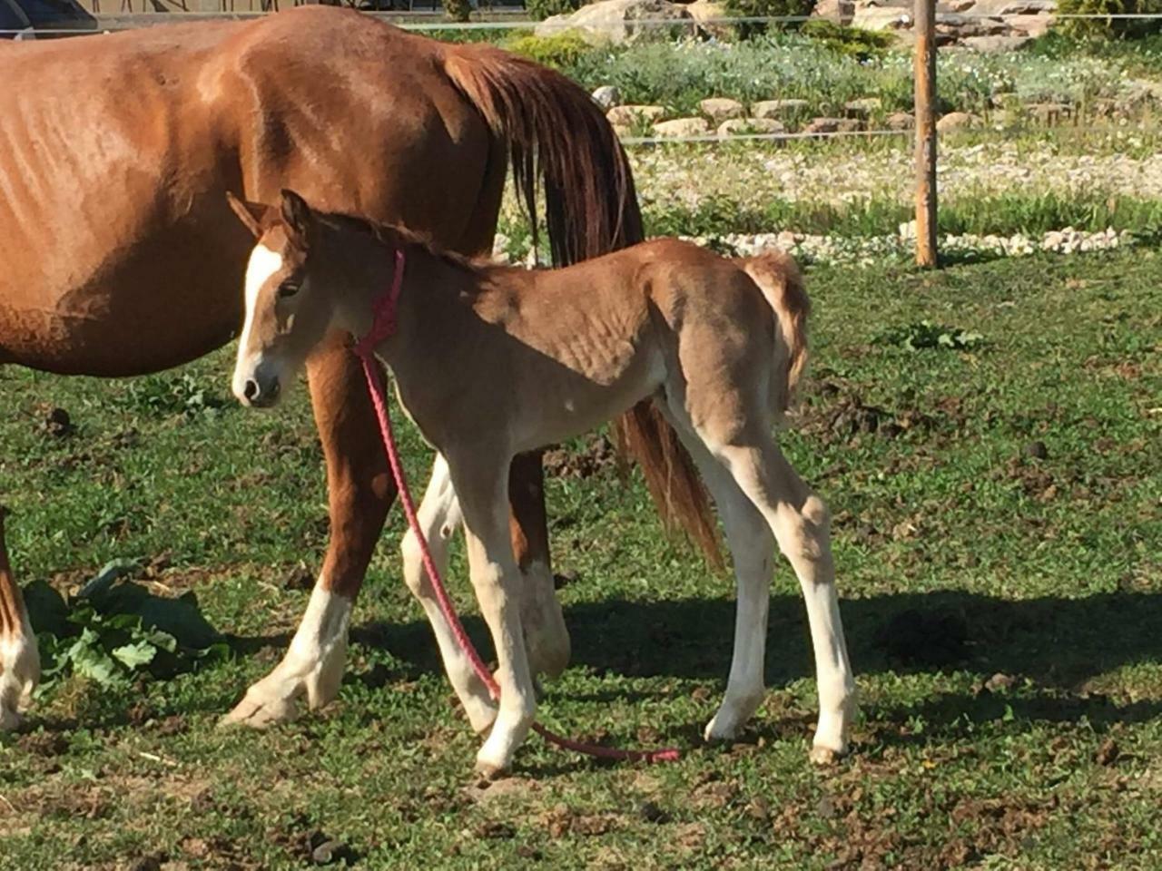 Villa Cheval Aukštadvaris Buitenkant foto
