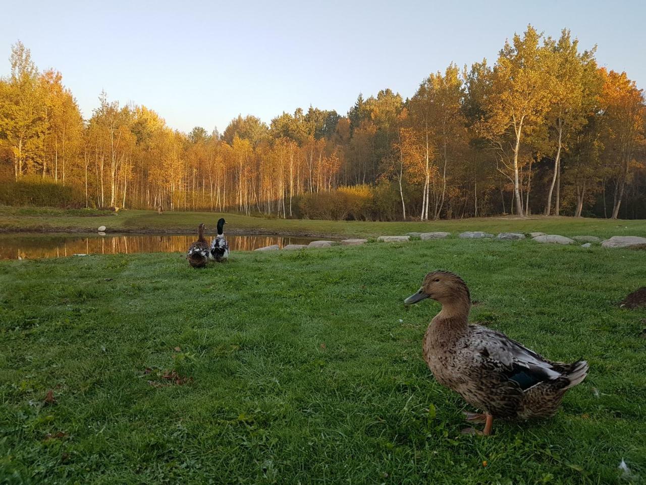 Villa Cheval Aukštadvaris Buitenkant foto
